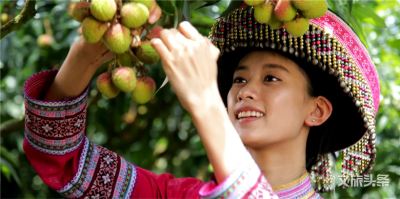屏边荔枝采摘忙！