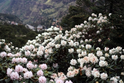端午节去轿子山：赏杜鹃花海 在轿顶祈福