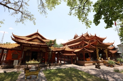 普洱奇景 | 勐卧总佛寺里塔与树的缠绵