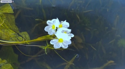  云南大理：海菜花重现洱海！