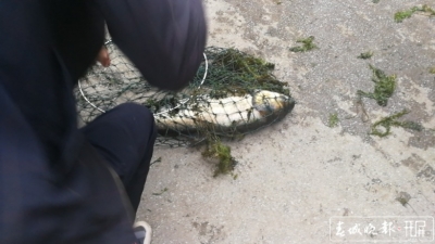 奇怪！大理西洱河：大群魚兒不停躍出水面，有好多半米長的大魚！