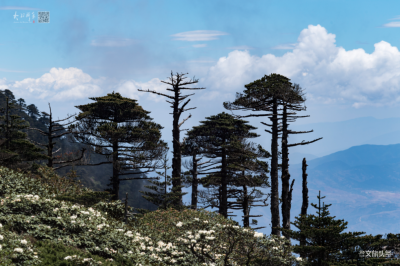 【美图+视频】六月的苍山洗马潭：高山杜鹃盛放，雾与云的绝美景致