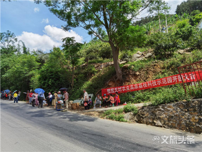 屏边荔枝采摘忙！
