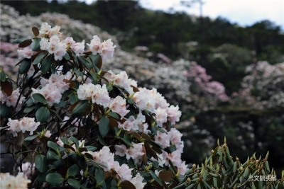 6月，这里的花事正浓情！
