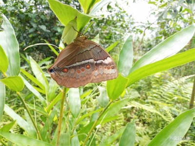 金平马鞍底即将迎来蝴蝶大爆发！糟糕，是心动的感觉！