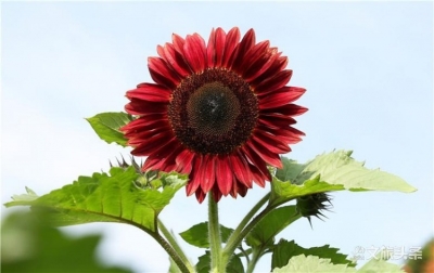 你不可错过的花期  太平湖森林公园的向日葵