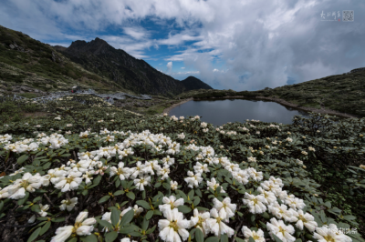 【美图+视频】六月的苍山洗马潭：高山杜鹃盛放，雾与云的绝美景致