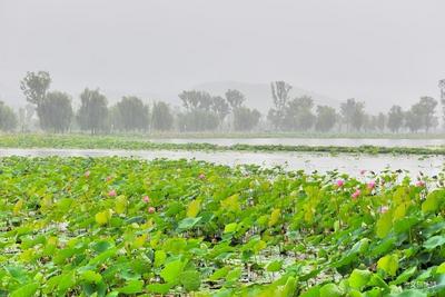 美图 | 保山昌宁 缤纷夏日因荷来