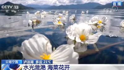 央视视频｜云南宁蒗泸沽湖 多云21℃ 水光潋滟 海菜花开