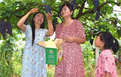 六月葡萄香 游客入园来