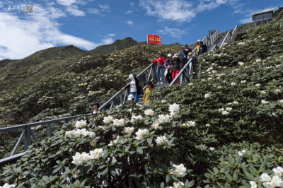 【美图+视频】六月的苍山洗马潭：高山杜鹃盛放，雾与云的绝美景致