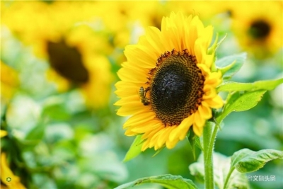 你不可错过的花期  太平湖森林公园的向日葵