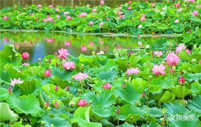 弥勒新哨：一湖荷花醉游客