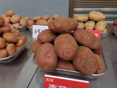 走向我们的小康生活 | 小土豆精细化育种做出大产业