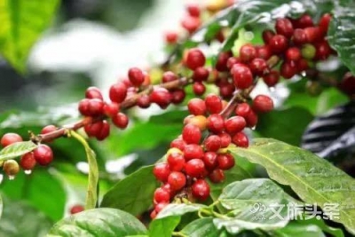 “中国咖啡之都”品咖地图出炉，快来pick你最爱的醇香滋味！