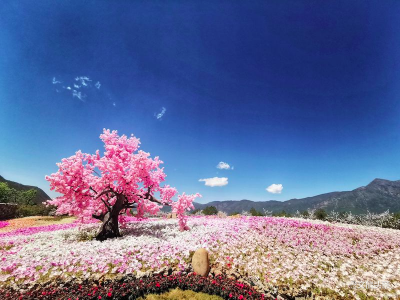 疫后如何升级自救？专家巡回公益问诊助力云南文旅复苏