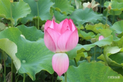 澄江绿瑾庄园：炎炎夏日 “荷”你相约！