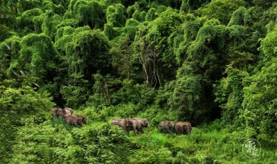 定了！还是昆明！《生物多样性公约》第十五次缔约方大会明年在昆明举行