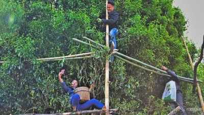 保山昌宁：守好茶叶“活化石”，激活茶乡经济力