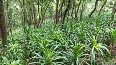 淞茂谷密语——与大山共生 与森林同活