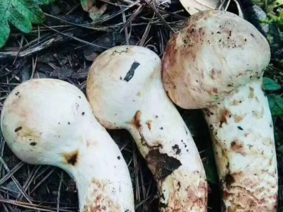 助农增收，小米有品携手德钦县开启松茸原产地直播活动