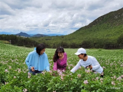 约起，到鹤庆马厂看洋芋花去