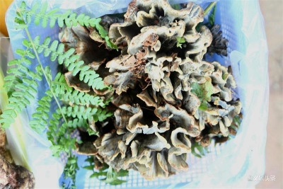 第十六届中国（云南）野生食用菌交易会将于7月31日开幕，活动流程新鲜出炉！
