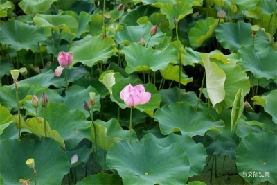 澄江绿瑾庄园：炎炎夏日 “荷”你相约！