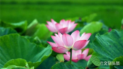 “荷”你清凉一夏，这才是今年夏天的标配！