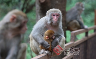 【高清组图】大理宾川：“猴趣”鸡足山