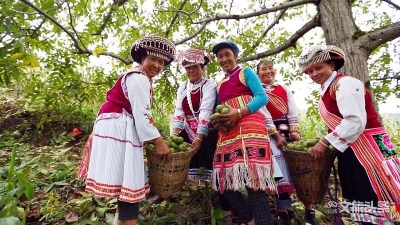 长在古树上的营养品，每一滴都是原生态！