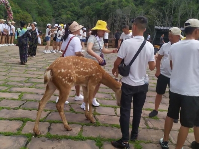 【游线】清凉普洱迎来了“隔壁寨子”的小伙伴！