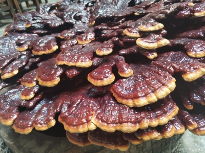 保山昌宁惊现超大灵芝菌 直径80厘米 重达6公斤