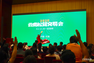 顶级松茸等你尝！2020年云南首届松茸交易会启幕