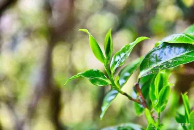 保山昌宁：守好茶叶“活化石”，激活茶乡经济力