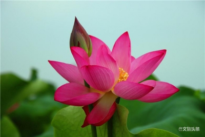 “荷”你清凉一夏，这才是今年夏天的标配！