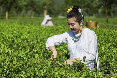 云南获奖文旅线路推荐 | 临沧凤庆5日自驾之旅