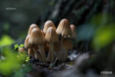跨省游重启 苍山洱海梳妆打扮等你来（文末有福利）