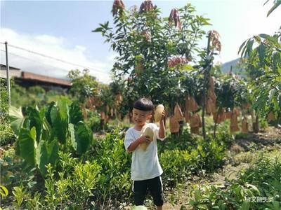 走！到保山施甸勐波罗河畔吃芒果吧！