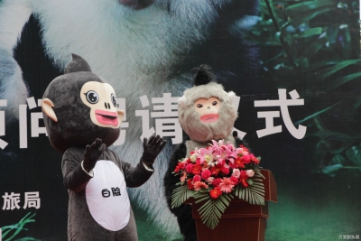 迪庆萌新IP诞生 滇金丝猴成为迪庆网红文旅局“首席顾问”