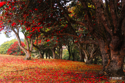 【游线】畅游茶马古道第一镇 奇遇沧源秘境桃花源