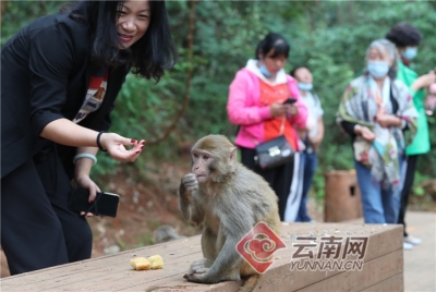 【高清组图】大理宾川：“猴趣”鸡足山