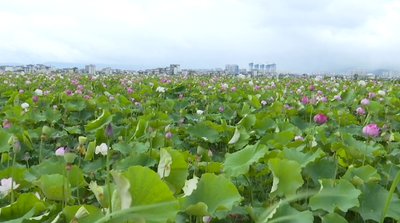 赏荷花、品美食、坐游船...保山新增一个休闲娱乐好去处 