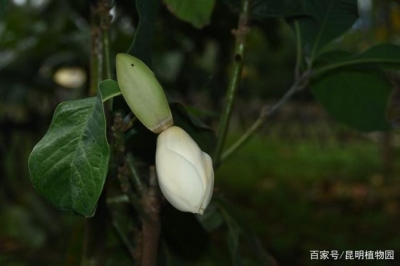 两种极小种群野生植物在昆明植物园首次开花