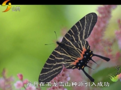 丽江成功引种珍稀濒危物种玉龙尾凤蝶