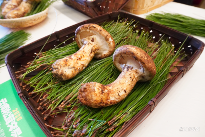 顶级松茸等你尝！2020年云南首届松茸交易会启幕