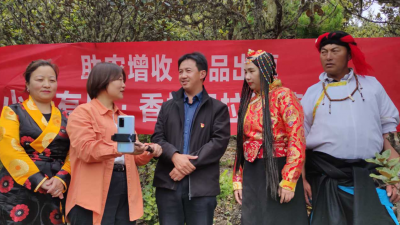 助农增收，小米有品携手德钦县开启松茸原产地直播活动