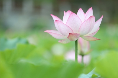 悠长夏日 普洱人的一天有多闲适？