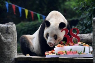 相当于人类百岁！现存最年长圈养大熊猫迎38岁生日