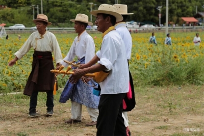 乡村旅游深度探索，迪庆州塔城向日葵“花海”热闹非凡